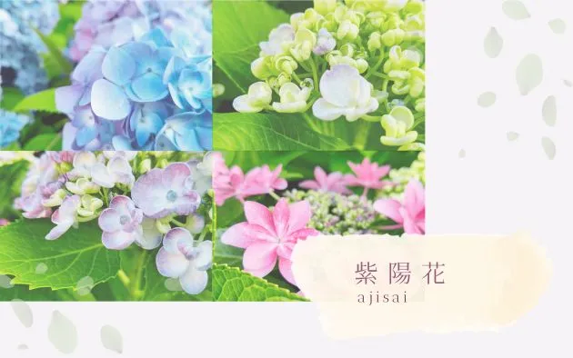 紫陽花